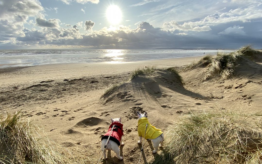 Seven ways to fit 30 dogs in your van!
