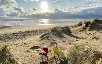 Seven ways to fit 30 dogs in your van!